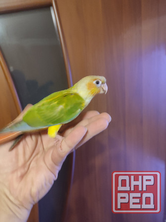 Попугай пиррура молине ананас, самка Донецк - изображение 4