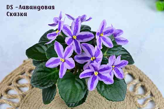 Сортовые фиалки цветущие Донецк