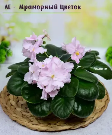 Сортовые фиалки цветущие. Стандарты. Донецк