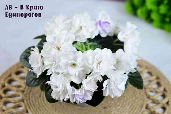 Сортовые фиалки цветущие Донецк