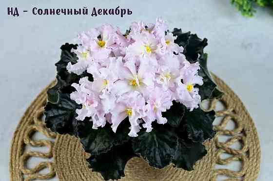 Сортовые фиалки цветущие Донецк