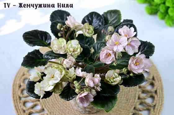 Сортовые фиалки цветущие Донецк