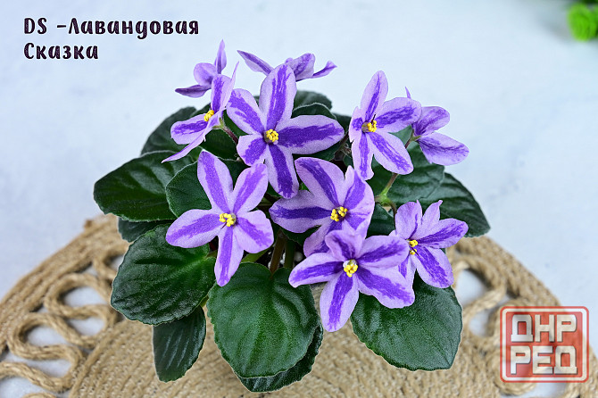 Сортовые фиалки цветущие Донецк - изображение 5