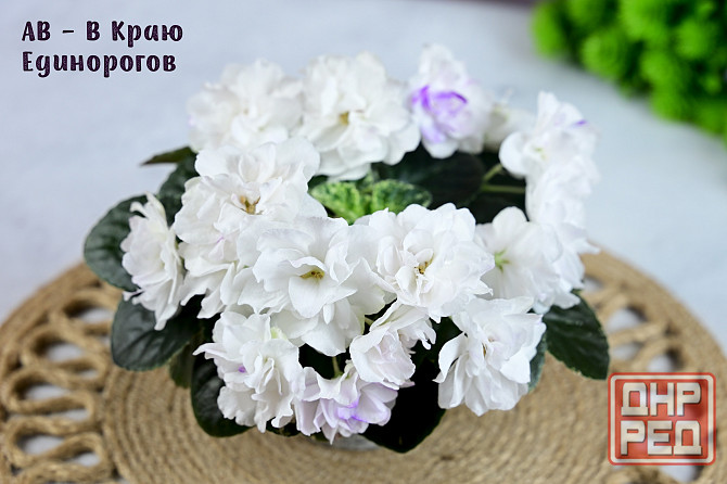Сортовые фиалки цветущие Донецк - изображение 4