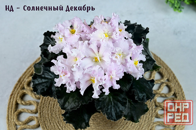 Сортовые фиалки цветущие Донецк - изображение 6