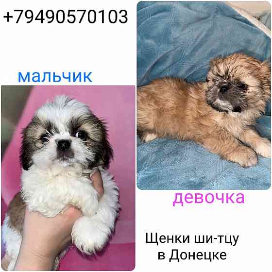 Ши-тцу Донецк