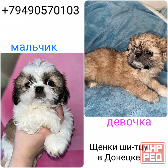 Ши-тцу Донецк - изображение 1