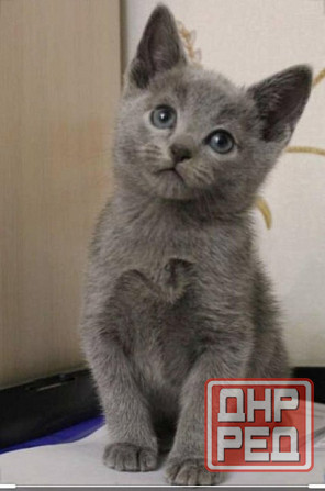 Продам котят Донецк - изображение 1