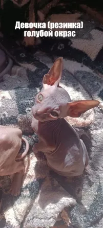 Сфинкс котята Донецк