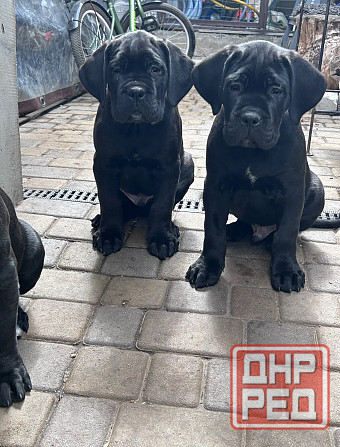 Щенки Кане Корсо Донецк - изображение 1