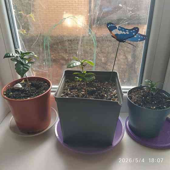 Продам саженцы кофейного деревца Донецк