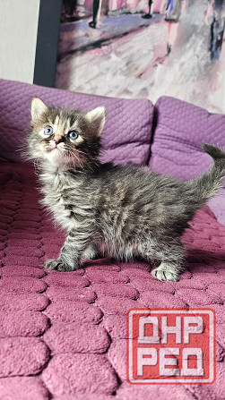 Котята кошечки котики Донецк - изображение 6