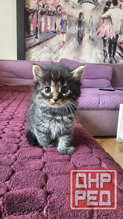 Котята кошечки котики Донецк - изображение 7
