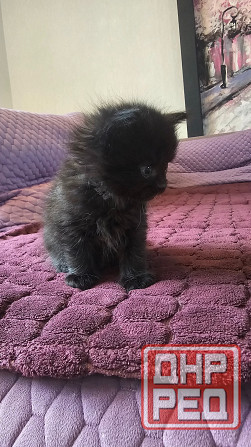 Котята кошечки котики Донецк - изображение 2