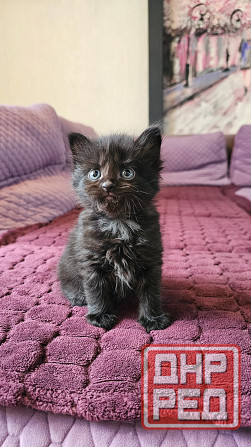 Котята кошечки котики Донецк - изображение 1