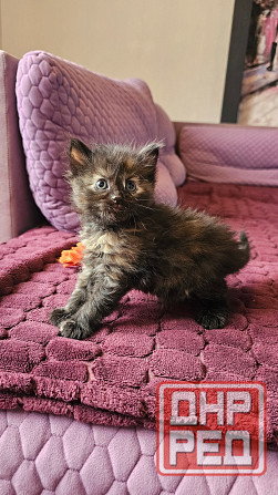 Котята кошечки котики Донецк - изображение 3