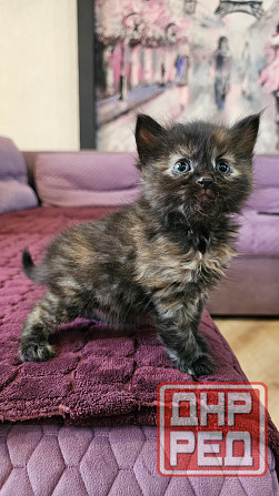 Котята кошечки котики Донецк - изображение 4