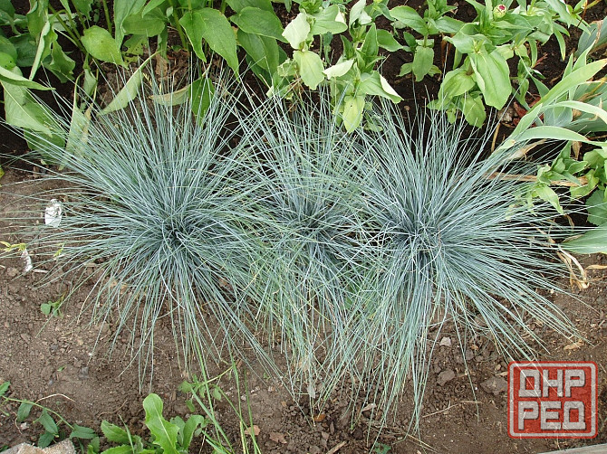 Овсяница Сизая Донецк - изображение 1
