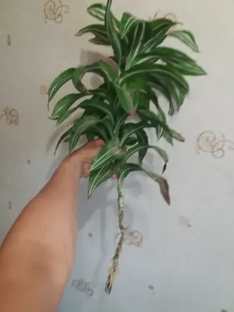 Продам драцену душистую Донецк