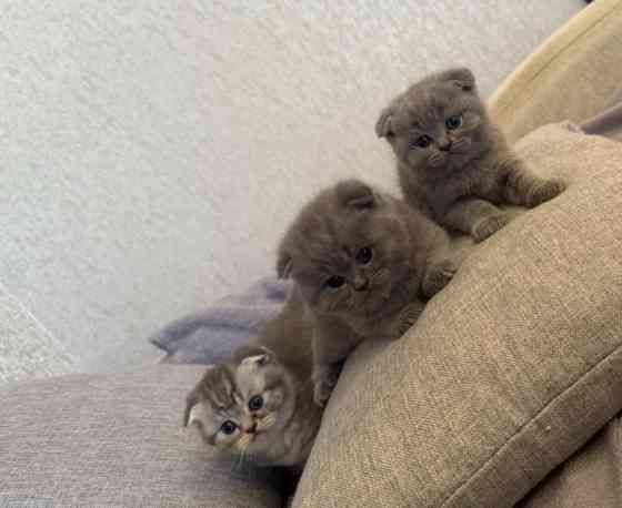 Шотландские котята Донецк