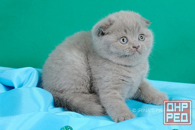Шотландские котята Донецк - изображение 2