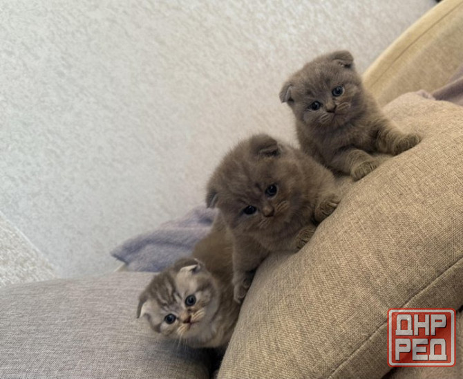Шотландские котята Донецк - изображение 1