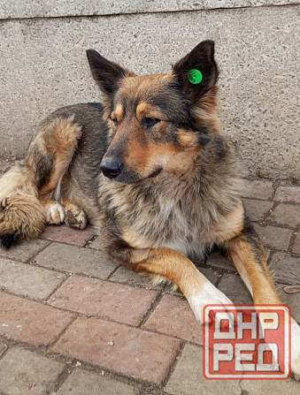 Собака в добрые руки Донецк - изображение 1