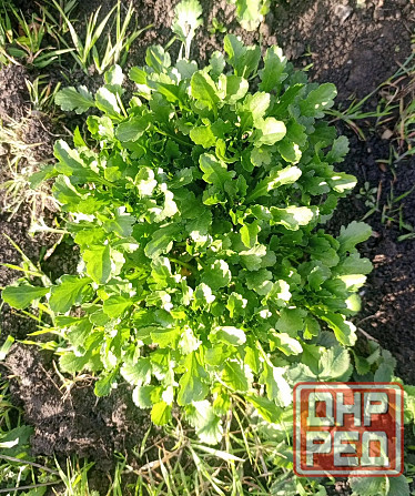 Продам рассаду ромашки Макеевка - изображение 2
