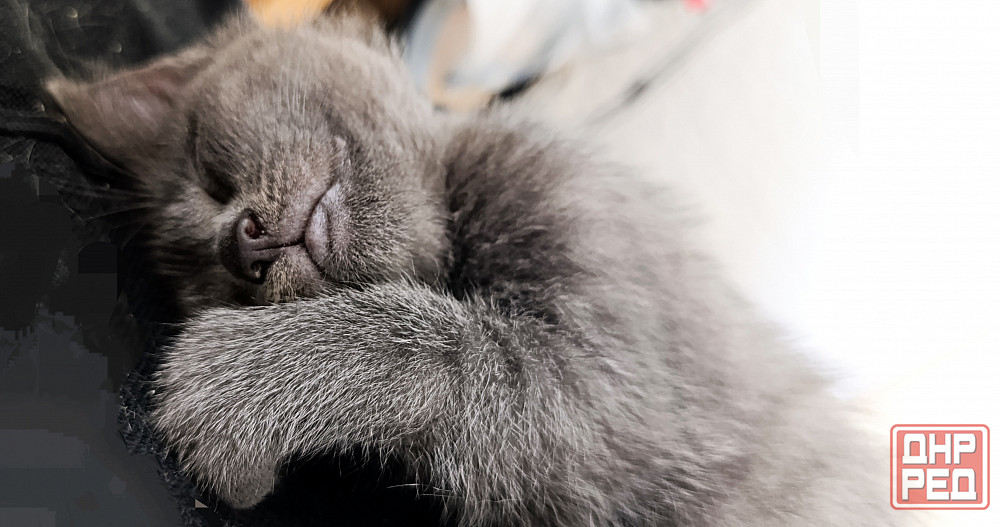 Кламсный кот шотландский ! 2мес. ходит в лоток ищет хозяина Макеевка - изображение 1
