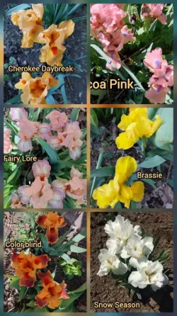 Ирис карликовый Фери Лоур (Fairy Lore). Донецк