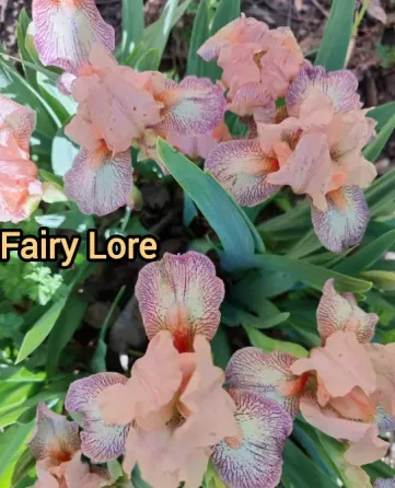 Ирис карликовый Фери Лоур (Fairy Lore). Донецк