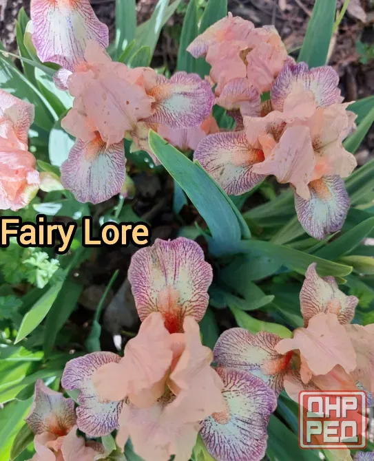 Ирис карликовый Фери Лоур (Fairy Lore). Донецк - изображение 3