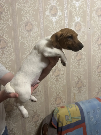 Джек Рассел терьер Донецк