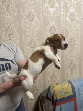 Джек Рассел терьер Донецк