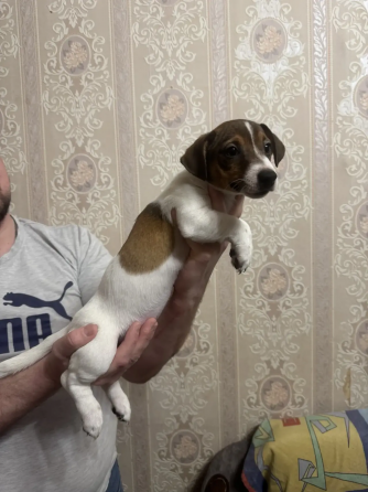 Джек Рассел терьер Донецк