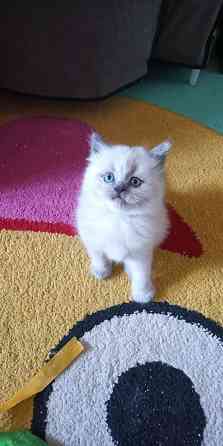 Котята Донецк
