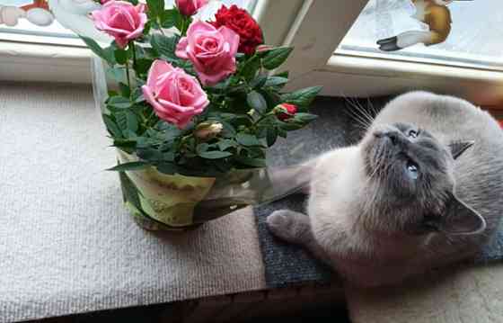 Котята Донецк