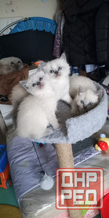 Котята Донецк - изображение 1