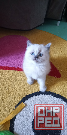 Котята Донецк - изображение 3