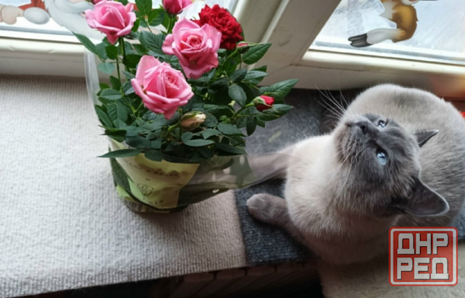 Котята Донецк - изображение 4