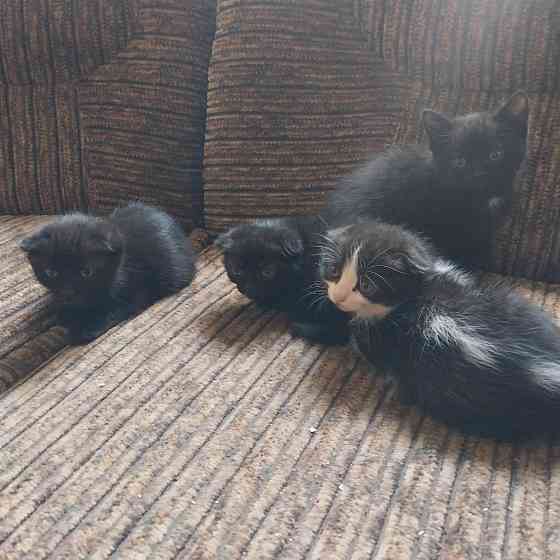 Котята Донецк