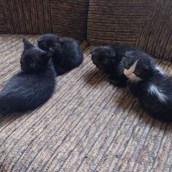 Котята Донецк