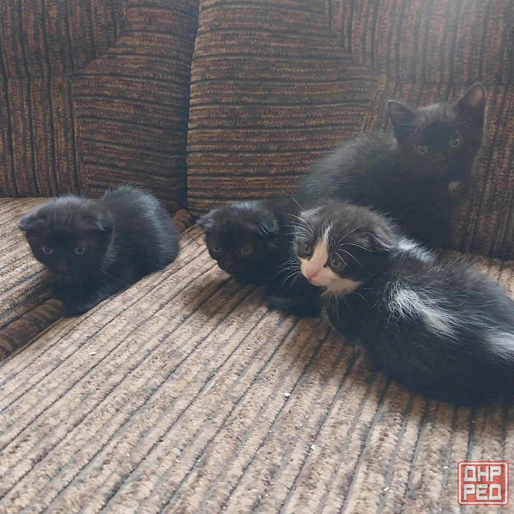 Котята Донецк - изображение 2