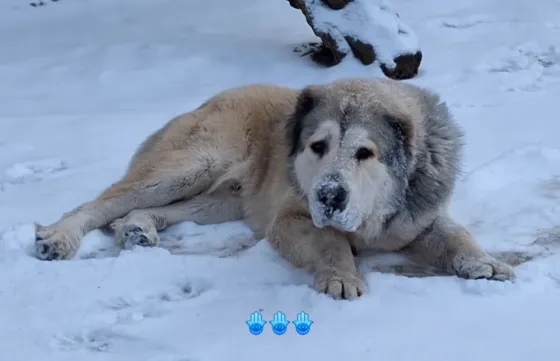 Кобель алабай. Донецк