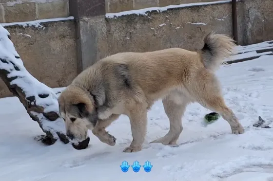 Кобель алабай. Донецк