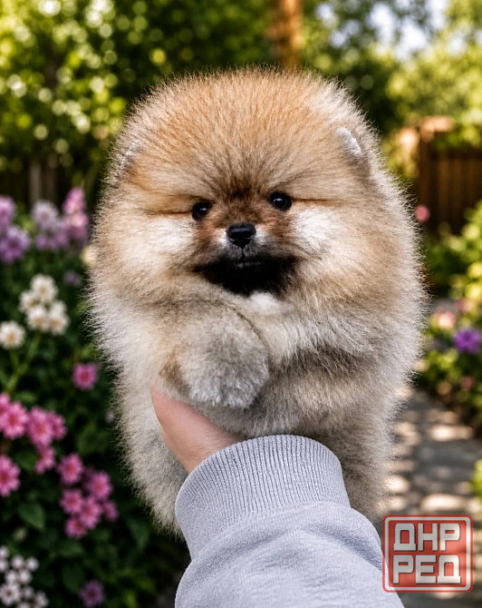 Миники померанские шпицы Донецк - изображение 4