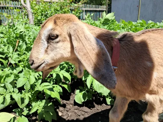 Продам козочку Донецк