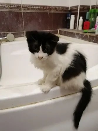 Отдам котят в хорошие руки. пгт. Ялта. Мангушский район. Мариуполь