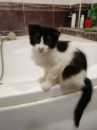 Отдам котят в хорошие руки. пгт. Ялта. Мангушский район. Мариуполь