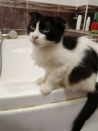 Отдам котят в хорошие руки. пгт. Ялта. Мангушский район. Мариуполь